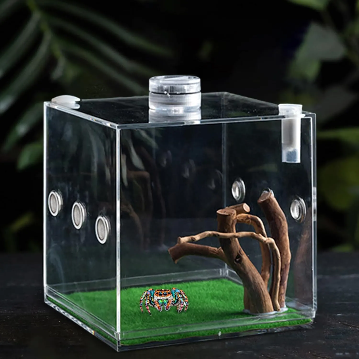 Clear Reptile Cage - Premium Jumping Spider Enclosure with Ventilation | Lightweight Breeding Box for Small Animals: Turtles, Beetles, Snails & Lizards, Escape-Proof Terrarium with Secure Locking Lid