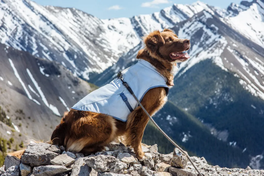 Dog Core Cooling Vest