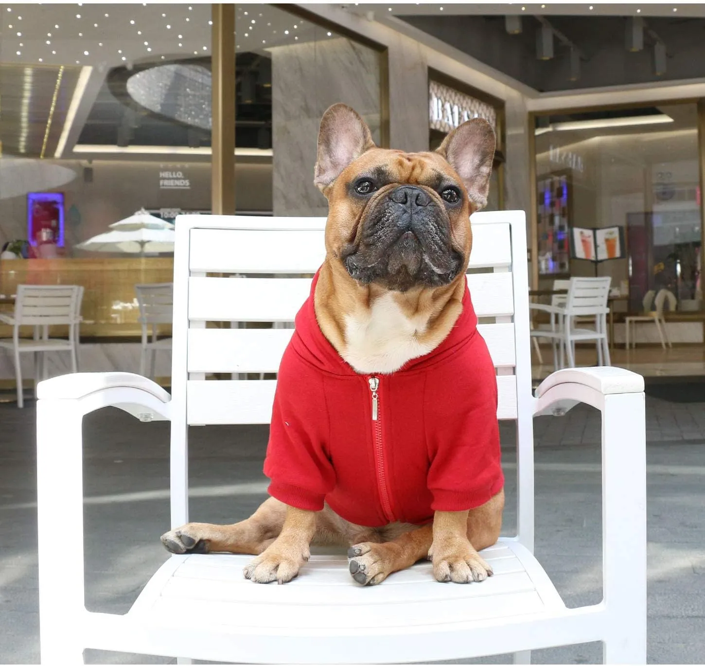 iChoue I am a French Bulldog Clothes Hoodies for Dogs Puppy Frenchie Pug English Boston Terrier Bully Pitbull Sweatshirt Sweater Clothing Cold Weather Winter Coats - Dark Red/Medium