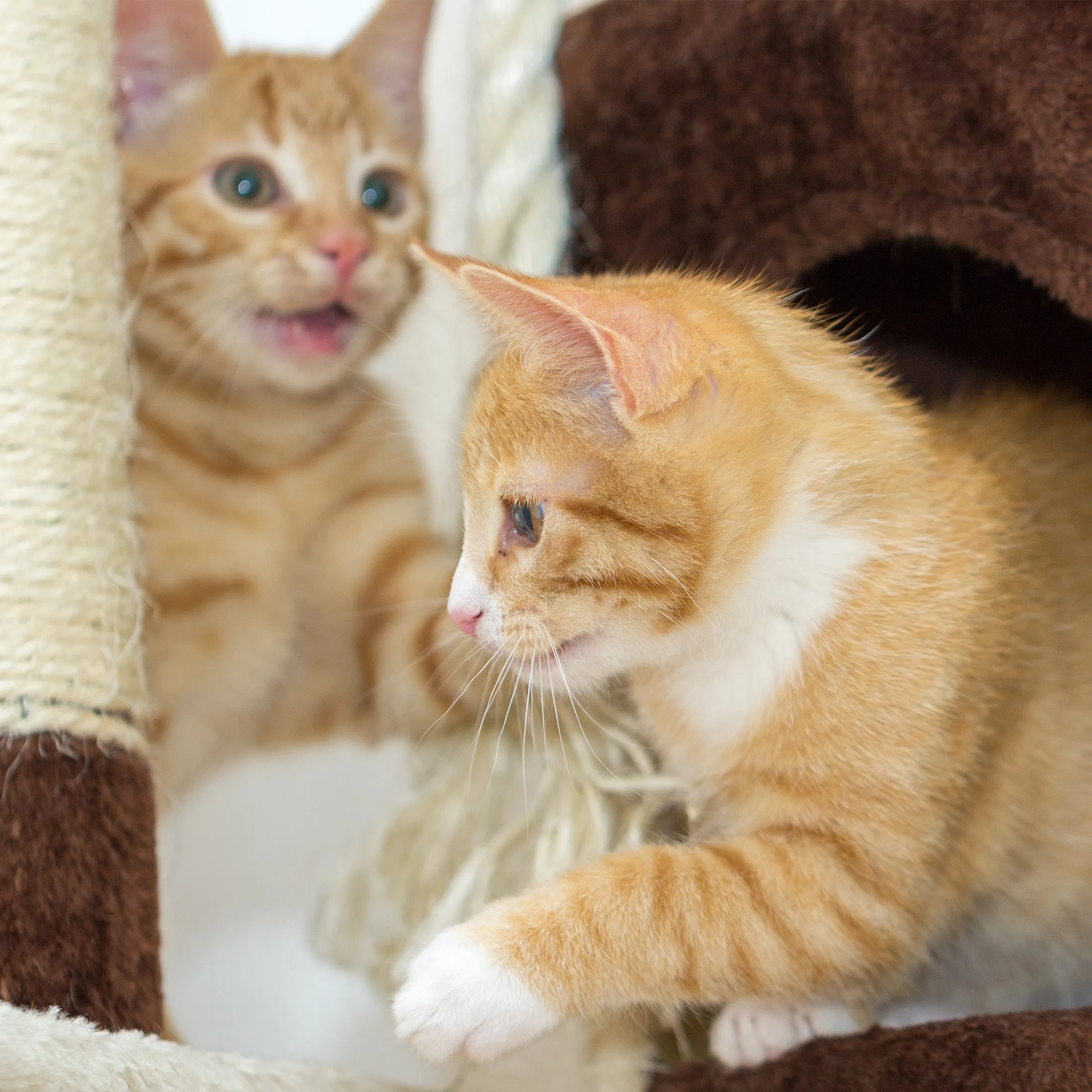 PETMAKER 35in Cat Tree with House, Brown