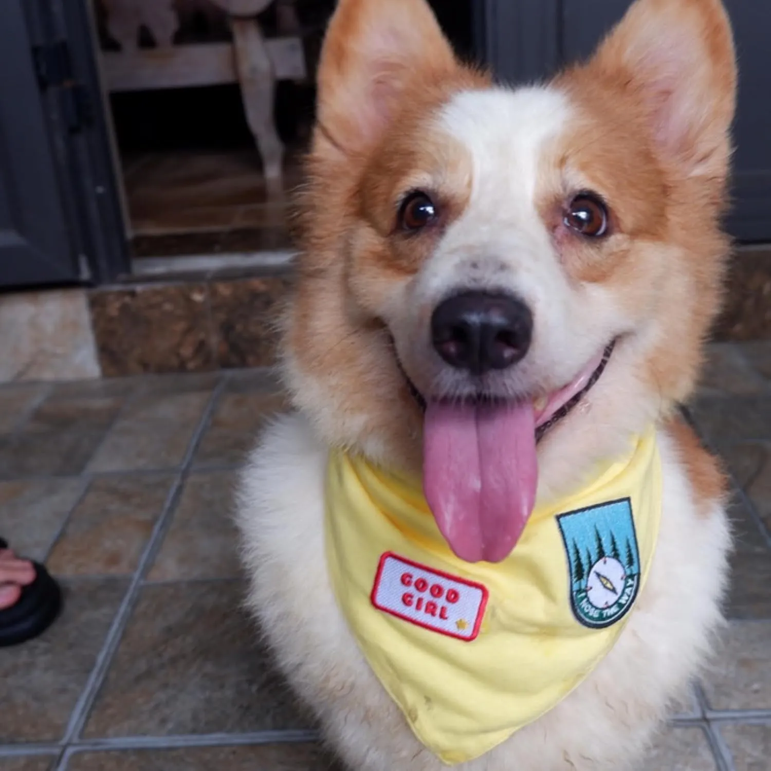 Premium Solid Yellow Dog Bandana, Luxury Soft Cotton Adjustable Triangle Scarf for Small Dogs, Comfortable, Stylish, and Customizable for All Seasons, Dog Accessories