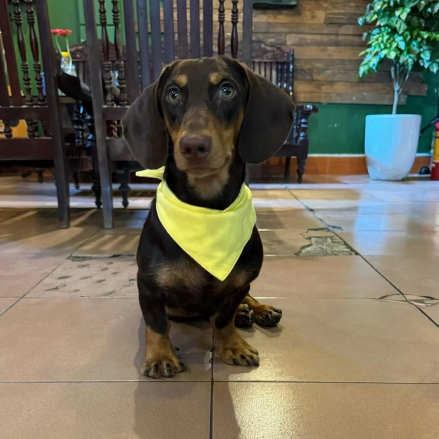 Premium Solid Yellow Dog Bandana, Luxury Soft Cotton Adjustable Triangle Scarf for Small Dogs, Comfortable, Stylish, and Customizable for All Seasons, Dog Accessories