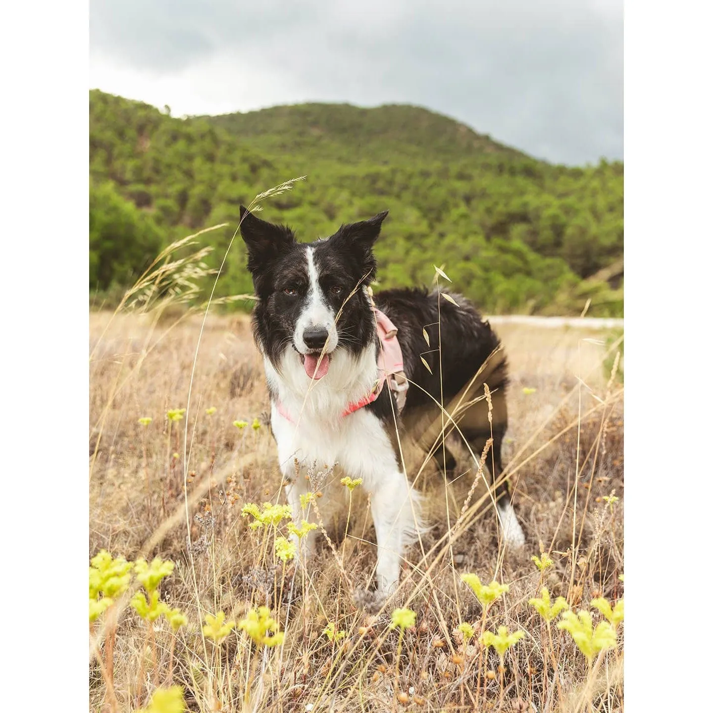 Qisu | Hug Dog Harness - Light Pink