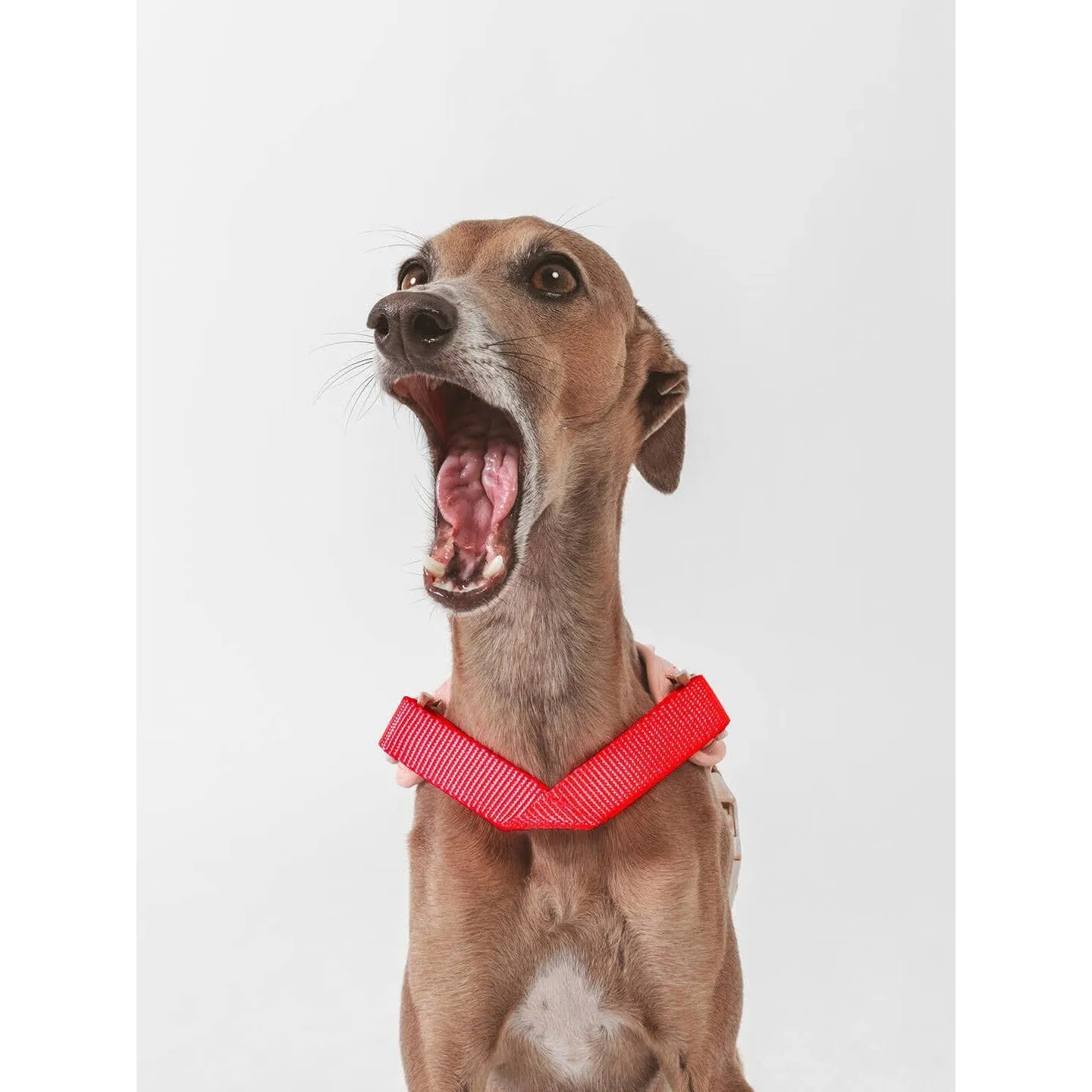 Qisu | Hug Dog Harness - Light Pink