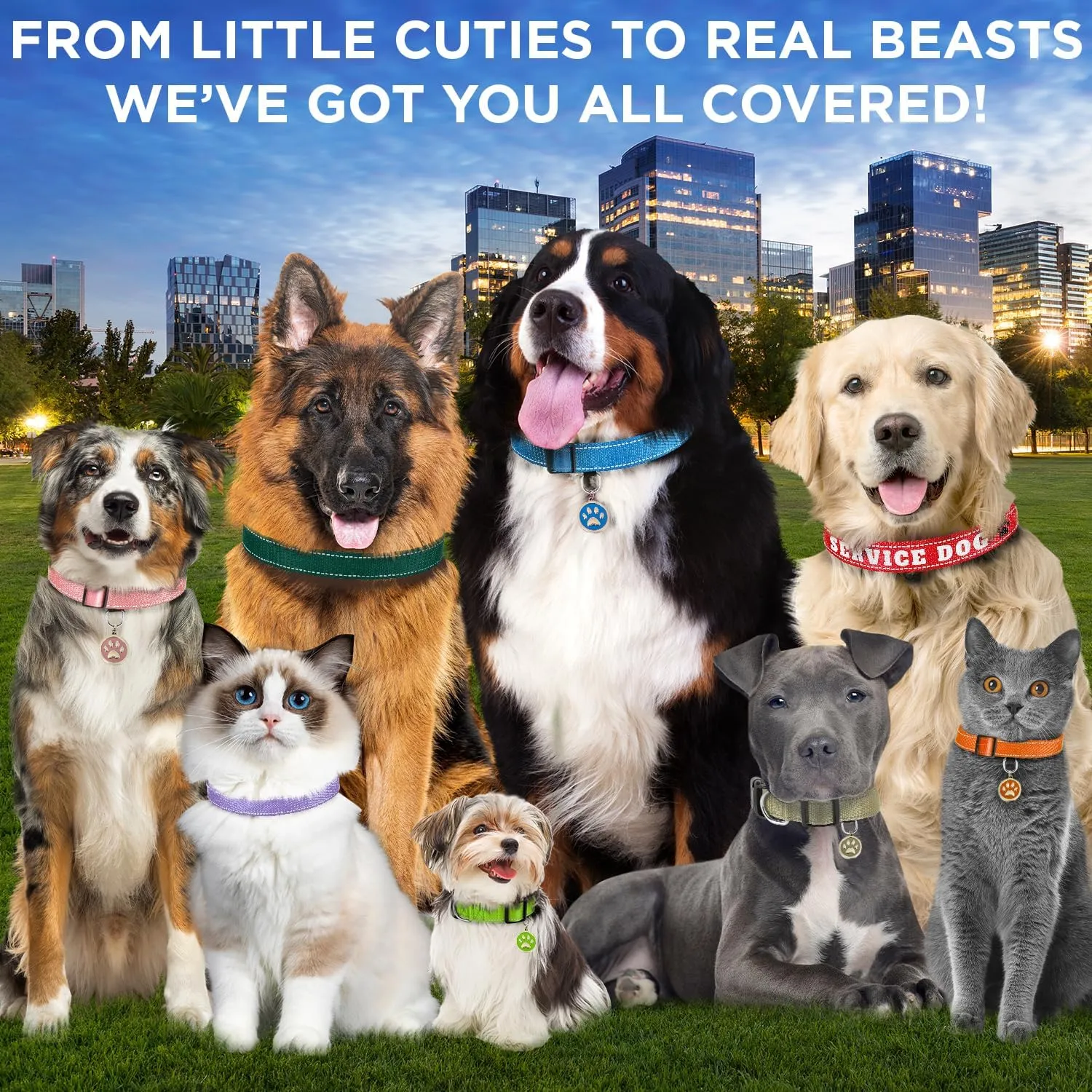 TECEUM Reflective Dog Collar  Black  M  Basic Nylon Pet Collar  Quick Release Buckle  Fits Small, Medium and Large Dogs, Puppies, Cats  ESA & Service Dog Options